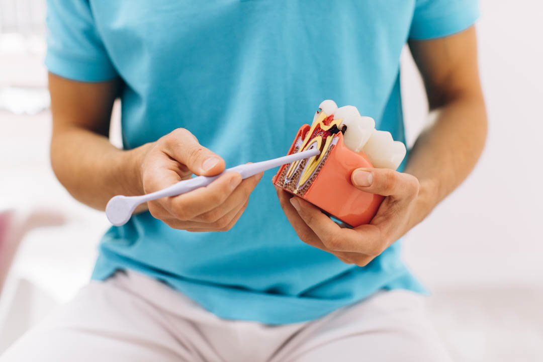 Dentista de la Clínica Dental Augusto Leguía mostrando la raíz del diente en un modelo educativo